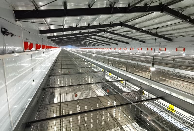 自動化養(yǎng)殖設備養(yǎng)雞密度